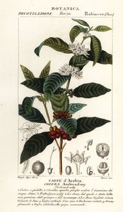 Kaffe, Coffea arabica, Caffe d