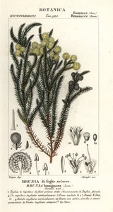 Almindelig bomuldsbusk, Berzelia lanuginosa af Stanghi Stanghi