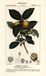 Almindelig guava, Psidium guajava af Stanghi Stanghi