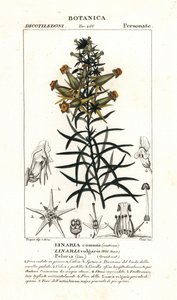 Almindelig tudsehør eller gul tudsehør, Linaria vulgaris af Stanghi Stanghi