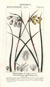 Bomuldsgræs eller vatpind, Eriophorum angustifolium af Stanghi Stanghi