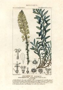 Cremet stearinlys, Stackhousia monogyna af Stanghi Stanghi