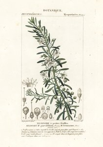 Krybende boobialla, Myoporum parvifolium af Stanghi Stanghi