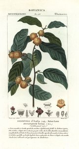 Dadelblomme, Diospyros lotus