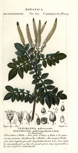 Encenillo, Weinmannia pubescens af Stanghi Stanghi