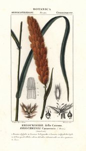 Eriochrysis cayannensis, tropisk amerikansk græs af Stanghi Stanghi