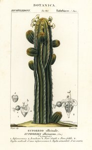 Euphorbia officinarum af Stanghi Stanghi
