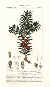Europæisk taks, Taxus baccata