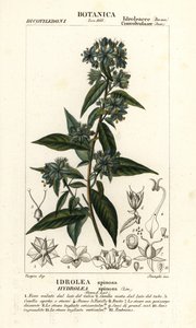 Falsk violinblad, Hydrolea spinosa af Stanghi Stanghi
