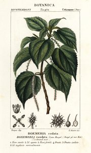 Falsk nælde, Boehmeria caudata