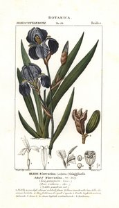 Florentinsk iris, Iris germanica var florentina af Stanghi Stanghi