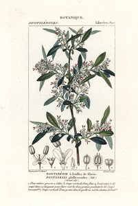 Fontanesia phillyreoides af Stanghi Stanghi