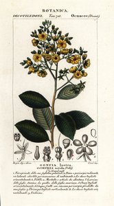 Gomphia nitida af Stanghi Stanghi