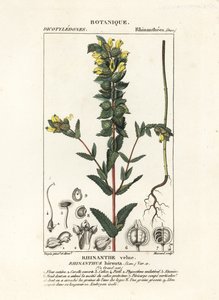 Større gul rangle, Rhinanthus alectorolophus af Stanghi Stanghi