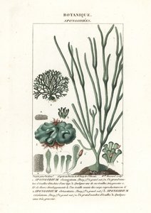 Grønalge Spongodium arter af Stanghi Stanghi