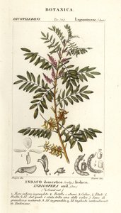 Guatemalansk indigo, Indigofera suffruticosa af Stanghi Stanghi