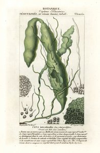 Tarm eller græstang, Ulva intestinalis af Stanghi Stanghi