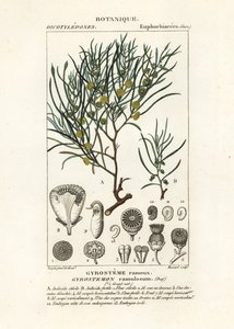 Gyrostemon ramulosus træ af Stanghi Stanghi