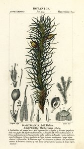 Hallers æblemos, Bartramia halleriana af Stanghi Stanghi