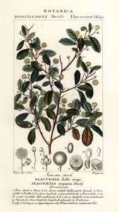 Indisk blomme, Flacourtia indica