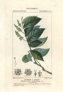 Jerntræ, Homalium clusterumus af Stanghi Stanghi