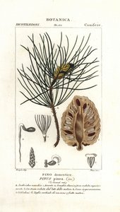 Italiensk stenfyr, Pinus pinea af Stanghi Stanghi