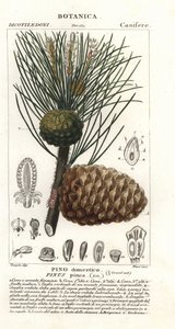 Italiensk stenfyr, Pinus pinea, Stenfyr