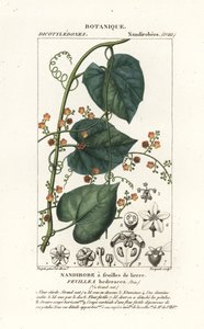 Javillo eller modgift kakon, Fevillea cordifolia af Stanghi Stanghi