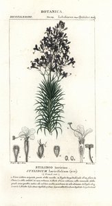 Lærkeblad eller træudløserplante, Stylidium laricifolium af Stanghi Stanghi