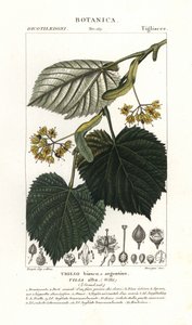Lindetræ eller lindetræ, Tilia alba