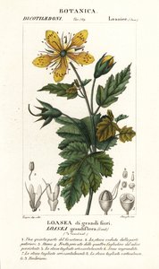 Loasea grandiflora af Stanghi Stanghi