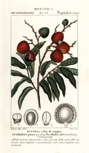 Litchi frugt, Litchi chinensis af Stanghi Stanghi