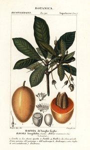 Mahuwa træ, Madhuca longifolia af Stanghi Stanghi