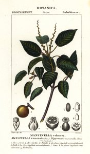 Manchineel eller strandæbletræ, Hippomane mancinella
