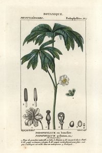 Majæble, Podophyllum peltatum af Stanghi Stanghi