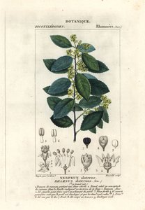 Middelhavstorn, Rhamnus alaternus af Stanghi Stanghi