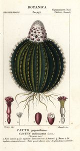 Melonkaktus, Melocactus caroli-linnaeus af Stanghi Stanghi