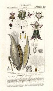Milkweed, Asclepias syriaca af Stanghi Stanghi