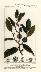 Napoleonaea imperialis af Stanghi Stanghi