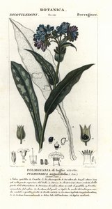 Smalbladet lungeurt, Pulmonaria angustifolia af Stanghi Stanghi
