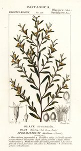 Olax stricta af Stanghi Stanghi