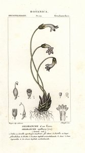 Enblomstret gyvelrap, Orobanche uniflora af Stanghi Stanghi