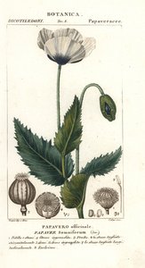 Opiumsvalmue, Popaver søvnig, Popavero officinale af Stanghi Stanghi