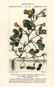 Jordnødde eller jordnødde, Arachis hypogaea af Stanghi Stanghi