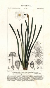 Digterens påskelilje, Narcissus poeticus af Stanghi Stanghi