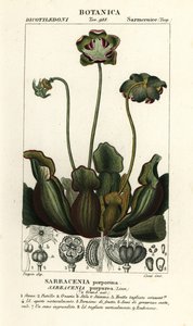 Lilla kandeplante, Sarracenia purpurea af Stanghi Stanghi