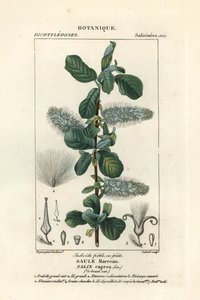 Fissepil, Salix caprea af Stanghi Stanghi