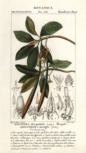 Rød mangrove, Rhizophora mangle af Stanghi Stanghi
