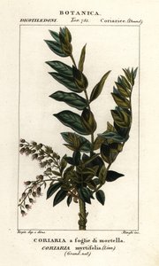 Redoul træ, Coriaria myrtifolia af Stanghi Stanghi