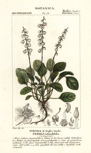 Rundbladet vintergrøn, Pyrola rotundifolia af Stanghi Stanghi